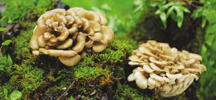 Συστάδες μανιταριών Maitake (Grifola frondosa) που φύονται στη βάση δέντρων