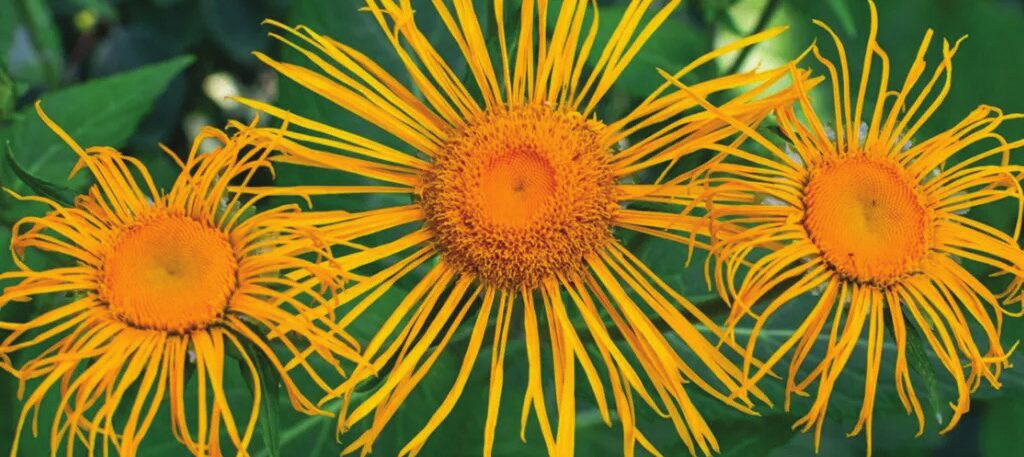 Άνθη Inula με τα χαρακτηριστικά νηματώδη πέταλα