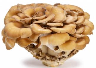 Micoimmuno Maitake