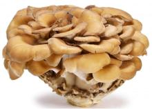 MAITAKE - Grifola frondosa