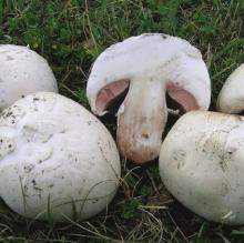Μανιτάρια Agaricus blazei
