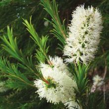 Ανθισμένος βλαστός Melaleuca alternifolia (τεϊόδεντρο)